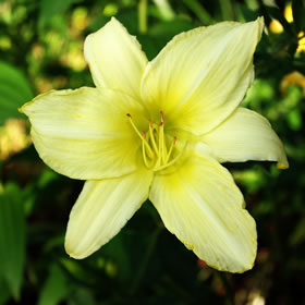 Hemerocallis Ice Carnival